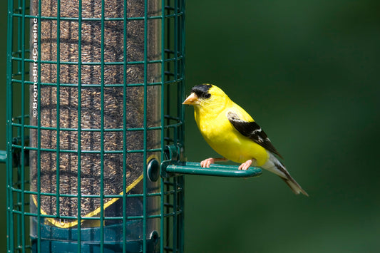 Squirrel Buster Finch