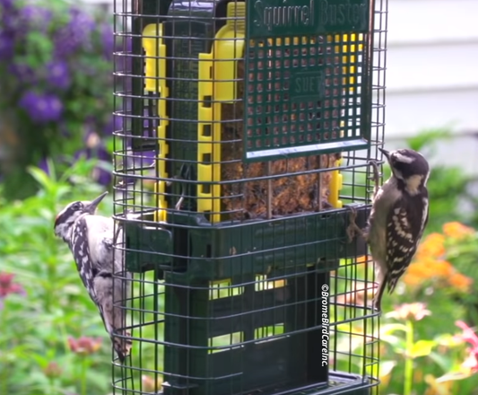 Squirrel Buster Suet