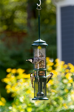 Squirrel Buster Nut Feeder