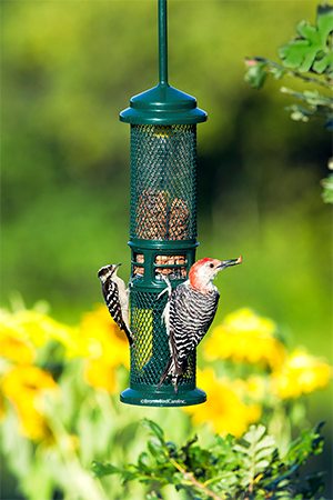 Squirrel Buster Nut Feeder